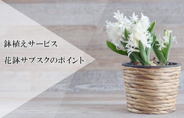 花の定期便に鉢植えサービスはおすすめ 花鉢サブスクのメリットや注意点を解説