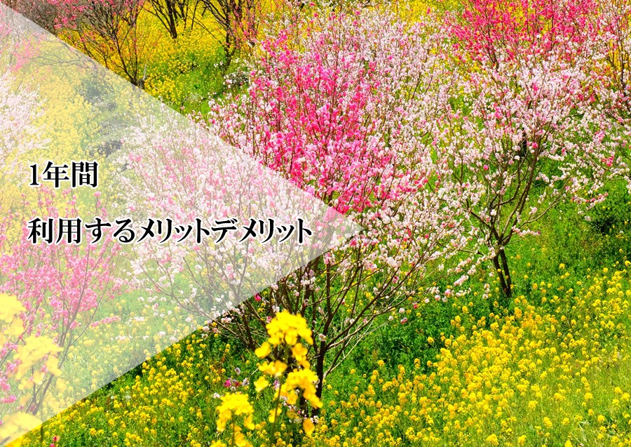 花の定期便を1年通して使ってみたい！1年間利用するメリットデメリットとは⁉