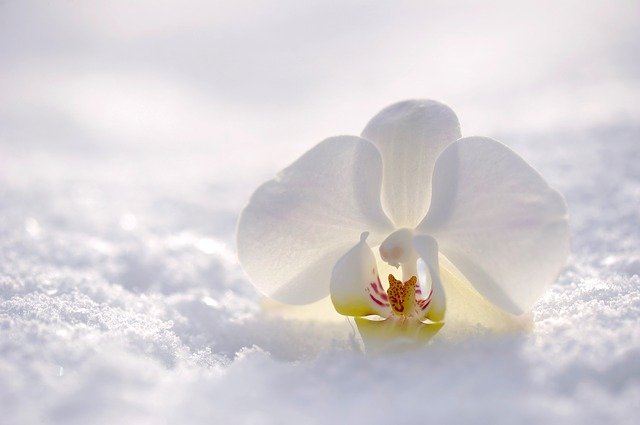 北海道・東北で利用できる花定期便は？寒い地域でも利用できる花定期便を知りたい